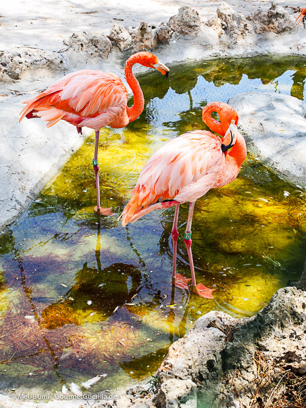 Mallorca Zoo Safari Flamingos | GourmetGuerilla.com