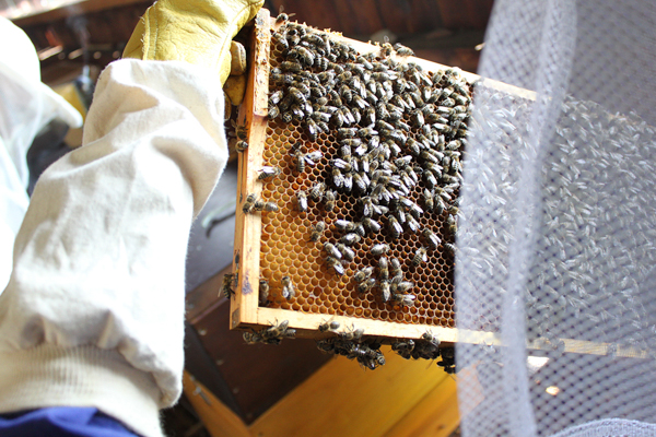 Beekeeper with honeycombs nearBees | GourmetGuerilla.com