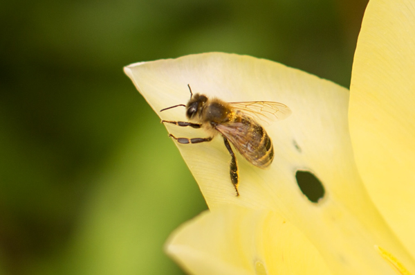 Bee nearBees | GourmetGuerilla.de 